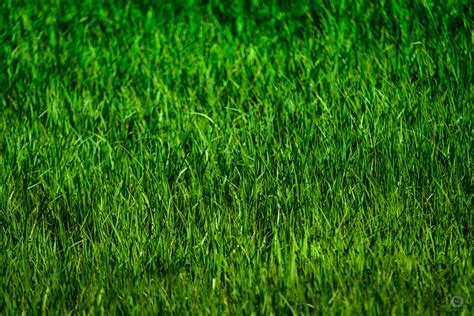 grass stock photo|high quality grass photo.